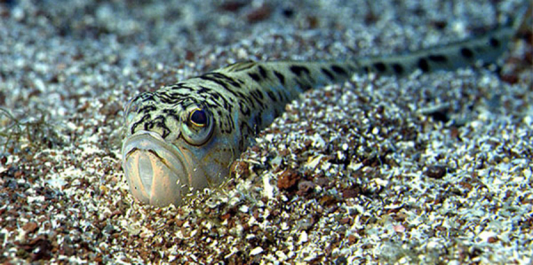 Τι κάνουμε αν πατήσουμε δράκαινα ή σκορπίνα στην παραλία