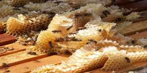 5 εκατ ευρω για προγράμματα μελισσοκομίας το 2013