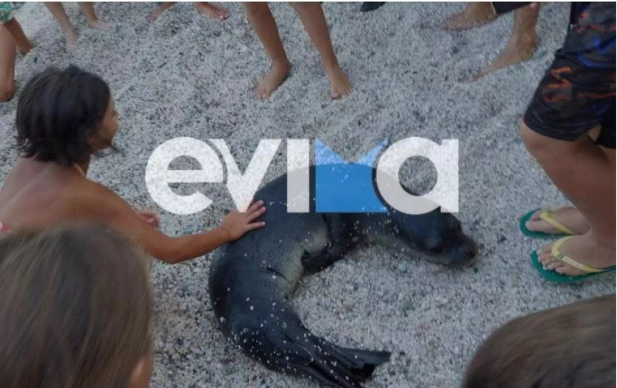 Εύβοια: Φώκια Monachus monachus έπαιρνε τον υπνάκο της σε παραλία και έκλεψε την παράσταση