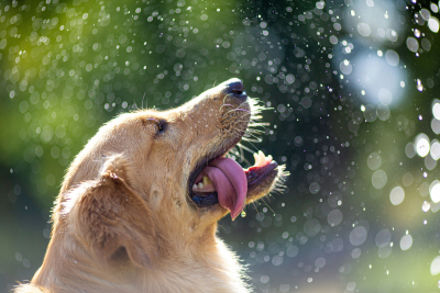 Πρόστιμο ύψους 2.000 ευρώ σε ιδιοκτήτη σκύλου - Το άφησε χωρίς νερό