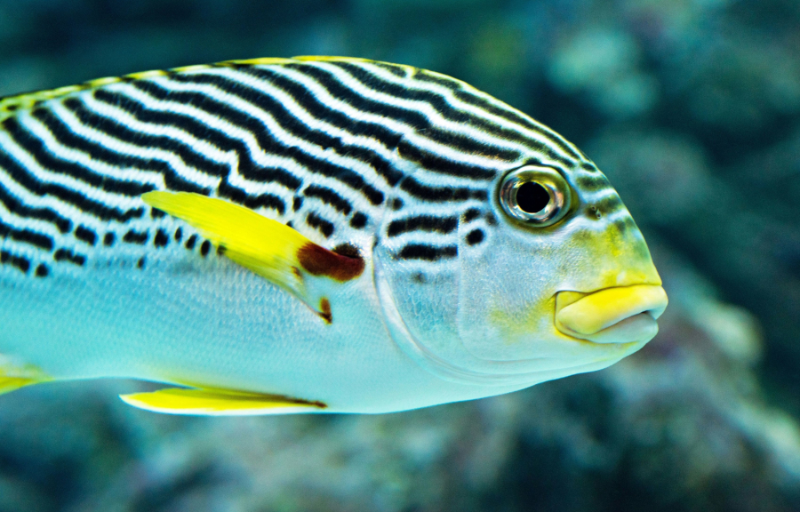 Ξεκινά η πρώτη κλινική δοκιμή με έμβρυα ψαριών που λειτουργούν ως «άβαταρ» του καρκίνου