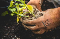 Το οπωροφόρο δέντρο που αναπτύσσεται γρήγορα, ευδοκιμεί σε ψυχρά κλίματα και έχει πανέμορφο χρώμα