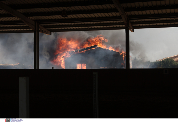 «Καήκαμε τέλος»: Στάχτη έγινε καταφύγιο στο Λαγονήσι, γλίτωσαν ελάχιστα ζώα