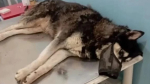 Θέμα ωρών οι ανακοινώσεις για το χάσκι στην Αράχωβα