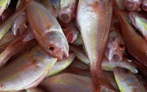 Θεσσαλονίκη: Κατασχέθηκαν 64 κιλά κουτσομούρες στην Νέα Μηχανιώνα