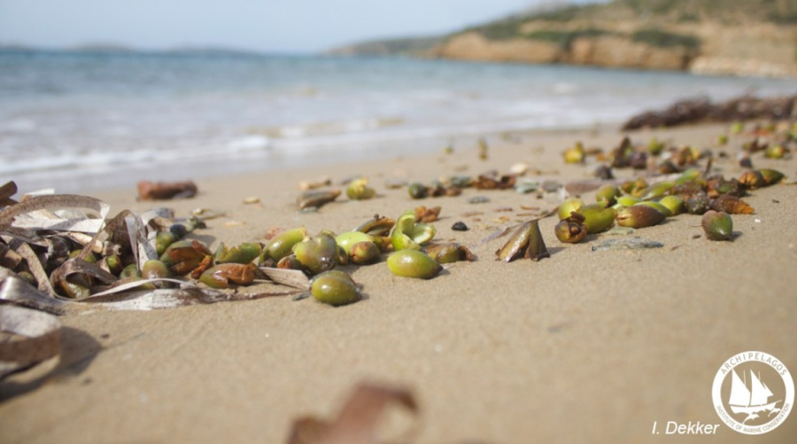 «Καρποί Ποσειδωνίας»: Το σπάνιο φαινόμενο που εμφανίζεται στις ελληνικές ακτές