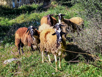 Λέσβος: Αποτέφρωση για τα πρόβατα που θανατώνονται λόγω του αφθώδους πυρετού