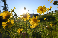 Καιρός: Ανεβαίνει η θερμοκρασία σήμερα - Έρχεται ξανά η άνοιξη τη Μεγάλη Εβδομάδα