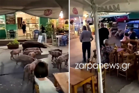 Χανιά: Γουρούνια το έσκασαν από χοιροστάσιο και βγήκαν βόλτα στην πλατεία (βίντεο)