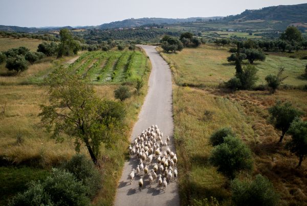 Πάνω από 423 χιλιάδες ζώα έχουν θανατωθεί λόγω ευλογιάς