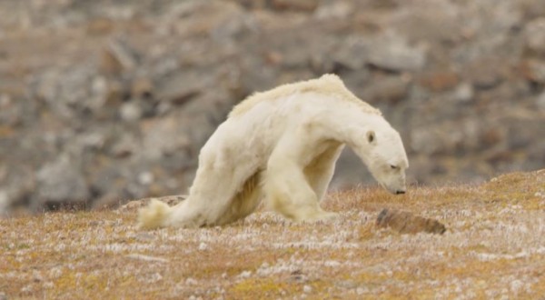 Βίντεο καταγράφει τον αργό θάνατο πολικής αρκούδας