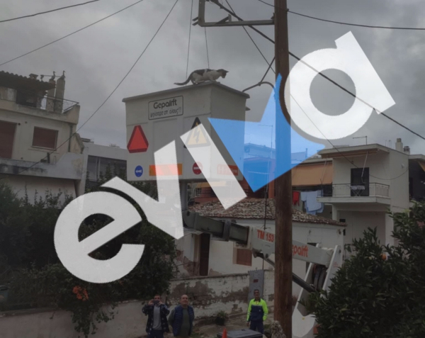 Εύβοια: Επιχείρηση απεγκλωβισμού γάτας από κολώνα της ΔΕΗ