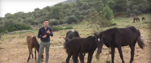 Ανησυχία για 95 εγκαταλελειμμένα άλογα στον Υμμητό