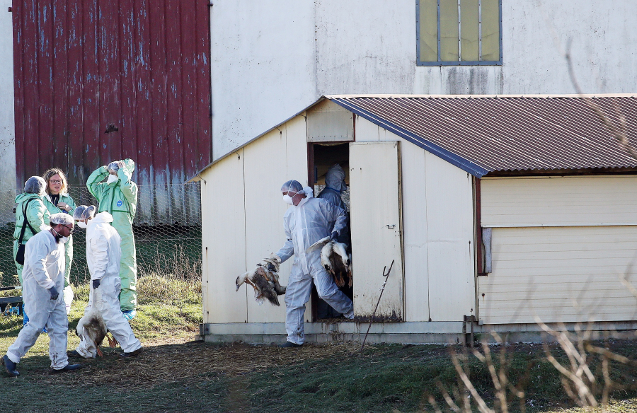 Γρίπη των πτηνών H5N1: Χιλιάδες πτηνά θα θανατωθούν