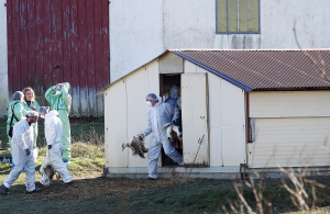 Γρίπη των πτηνών H5N1: Χιλιάδες πτηνά θα θανατωθούν