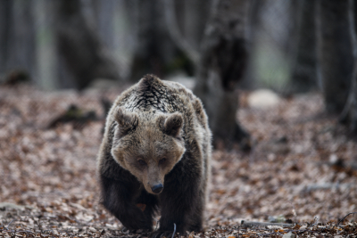 Ιταλία: Αναστολή πήρε η θανάτωση μιας αρκούδας, παραμένει σε αιχμαλωσία