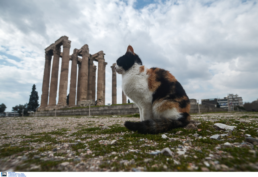 Σε αρχαιολογικό χώρο παρέα με τη γάτα ή τον σκύλο μας, πού μπαίνουν τα ζώα συντροφιάς και πού απαγορεύονται