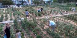 Αιτήσεις συμμετοχής στο πρόγραμμα του «Δημοτικού Λαχανόκηπου» του Δήμου Χανίων