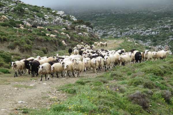 Δήμος Ιεράπετρας: Κατάθεση κτηνοτροφικών δηλώσεων έτους 2016
