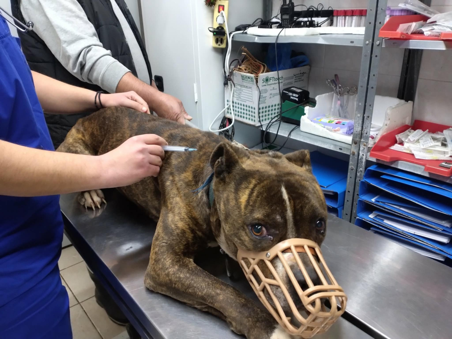 Ζάκυνθος: Στο ΔΙΚΕΠΑΖ μεταφέρθηκε το πιτ μπουλ που κατασπάραξε το δίχρονο αγοράκι (εικόνες)