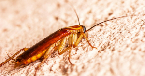 16 αηδιαστικά συστατικά που κρύβονται στα αγαπημένα σου τρόφιμα