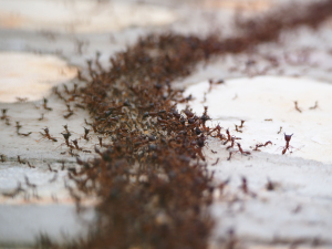 pexels/ Timon Cornelissen
