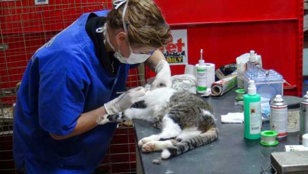 Ίδρυση Δημοτικού Κτηνιατρείου στο Δήμο Νέας Προποντίδας