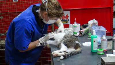 Ίδρυση Δημοτικού Κτηνιατρείου στο Δήμο Νέας Προποντίδας