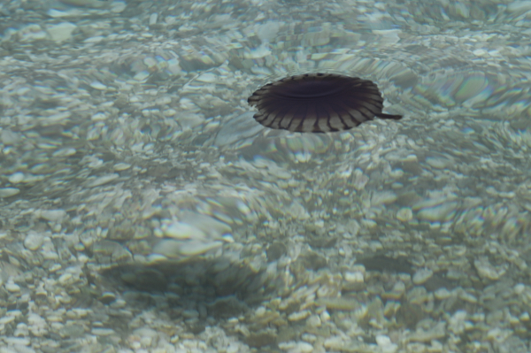 Πού έχει έξαρση με τις μέδουσες τώρα στην Ελλάδα - Τα συμπτώματα μετά το τσίμπημα