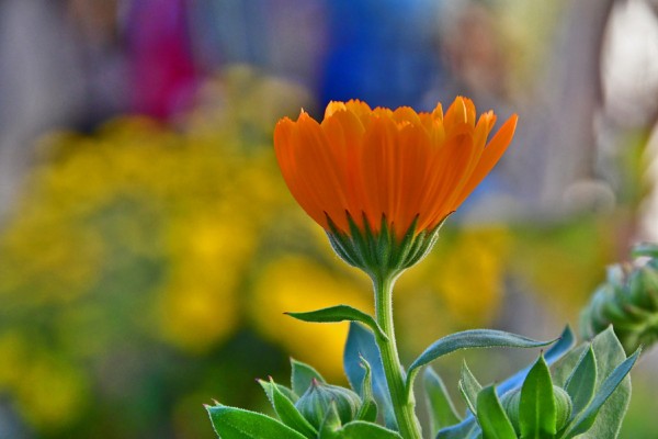 Η φωτοσύνθεση των φυτών έχει αυξηθεί κατά 30%