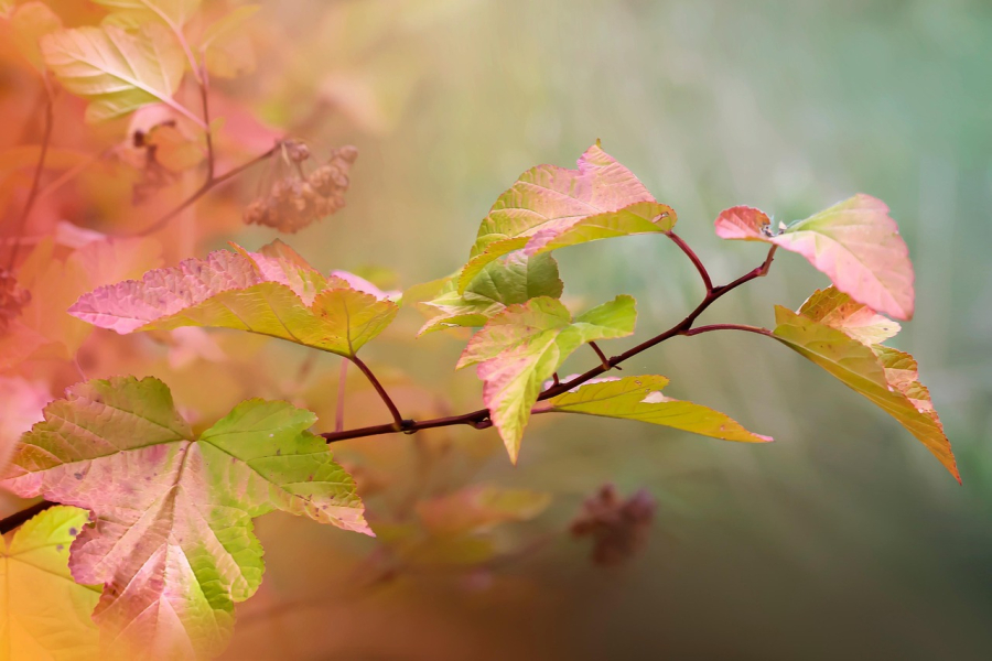 Φθινοπωρινή Ισημερία 2025: Πότε μας αποχαιρετά και τυπικά το καλοκαίρι