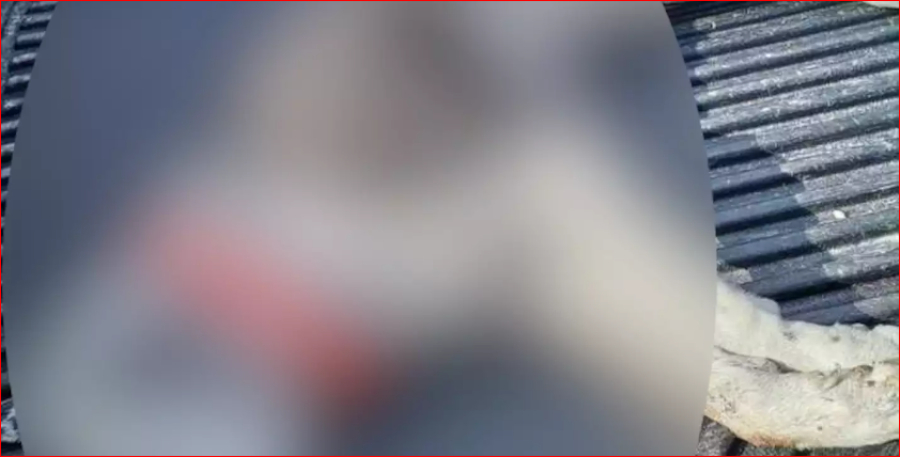 Φθιώτιδα: Αγνωστος σκότωσε με φόλες τέσσερα σκυλιά στην Πελασγία, αγνοούνται ακόμα τρία