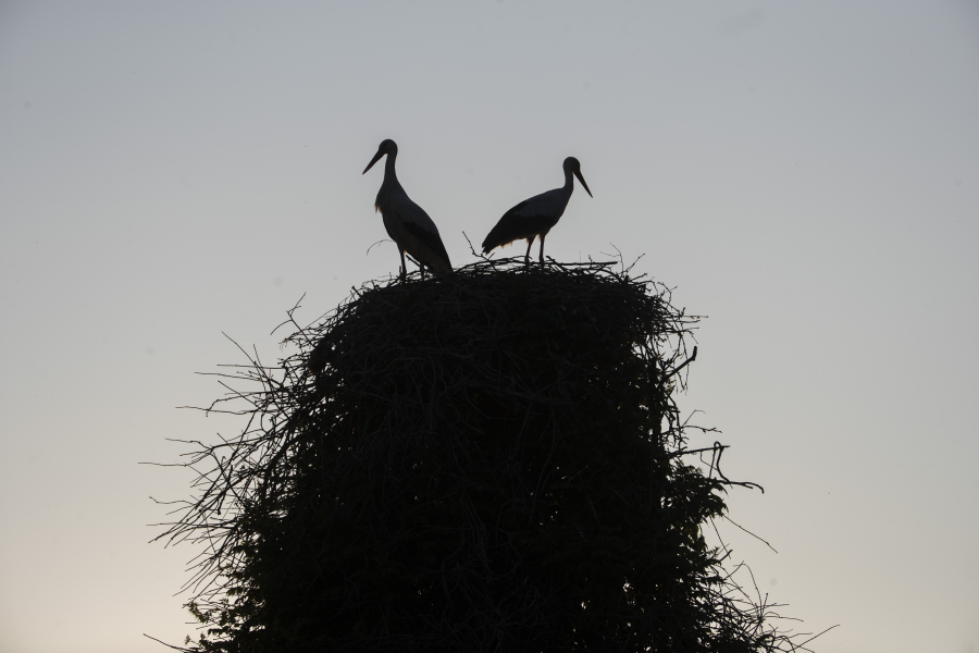 Αξιωματούχοι ανακοινώνουν σχέδια επανεισαγωγής είδους μετά από 600 χρόνια εξαφάνισης: «Μπορεί να εκπλήξει τον κόσμο»