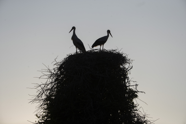 Αξιωματούχοι ανακοινώνουν σχέδια επανεισαγωγής είδους μετά από 600 χρόνια εξαφάνισης: «Μπορεί να εκπλήξει τον κόσμο»