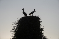 Αξιωματούχοι ανακοινώνουν σχέδια επανεισαγωγής είδους μετά από 600 χρόνια εξαφάνισης: «Μπορεί να εκπλήξει τον κόσμο»