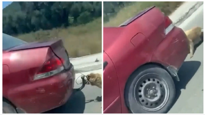 Κτηνωδία στην Ζάκυνθο: Συνελήφθη ο οδηγός που έδεσε το σκύλο στο αυτοκίνητο και τον έσερνε στον δρόμο