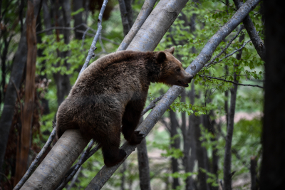 Το «pole dancing» της αρσενικής αρκούδας, ένα μοναδικό βίντεο από τον Αρκτούρο