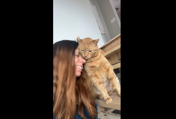 «Κάποιος έχει αρχίσει να ζηλεύει»: Το τρυφερό στιγμιότυπο της Στεφανίδη με τον γάτο της (Βίντεο)