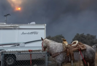 Άλογα, σκύλοι, κουνέλια: Οι άλλοι πυροπαθείς του Λος Άντζελες - Πώς τα έσωσαν