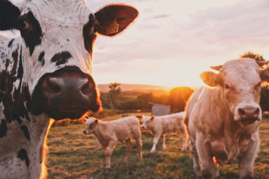 Ο FDA ενέκρινε συμπλήρωμα για αγελάδες που τους... κόβει το μεθάνιο