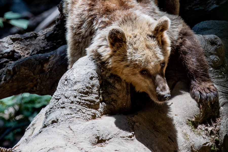 Καστοριά: Αρκούδα εντοπίστηκε νεκρή, είχε τραύμα από πυροβόλο όπλο