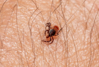 Ελασσόνα: Θανατηφόρο κρούσμα αιμορραγικού πυρετού - Τα ύποπτα συμπτώματα από τσίμπημα τσιμπουριού