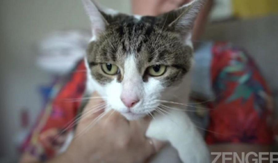 Γάτα έσωσε την ιδιοκτήτριά της από καρδιακή προσβολή: Της νιαούριζε και την χτυπούσε για να ξυπνήσει (βίντεο)