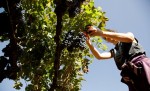 Δηλώσεις συγκομιδής σταφυλιών οινοποιήσιμων ποικιλιών αμπέλου για το έτος 2017