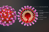 Κορονοϊός: Μπορεί να εισχωρήσει σε κύτταρα που παράγουν ινσουλίνη στο πάγκρεας