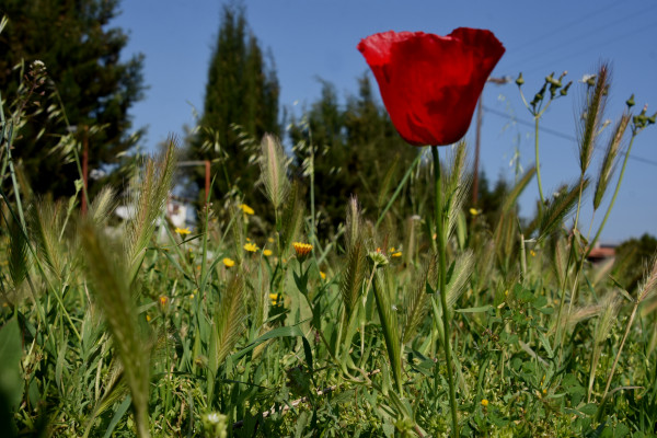Καιρός σήμερα: Μεγάλη Δευτέρα με ανοιξιάτικες θερμοκρασίες - Εως και 24 βαθμούς ο υδράργυρος