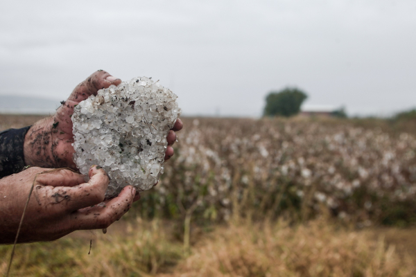 Την Παρασκευή πληρώνονται οι πληγέντες παραγωγοί της Καβάλας