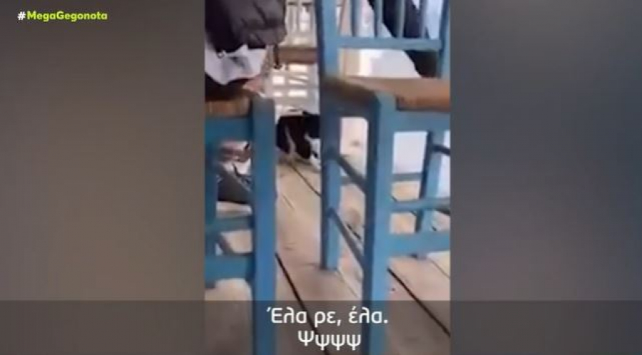 Δεν εμφανίστηκε στο Δικαστήριο ο 30χρονος που κλώτσησε την γάτα στην Αιδηψό, τι επικαλέστηκε