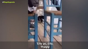 Δεν εμφανίστηκε στο Δικαστήριο ο 30χρονος που κλώτσησε την γάτα στην Αιδηψό, τι επικαλέστηκε