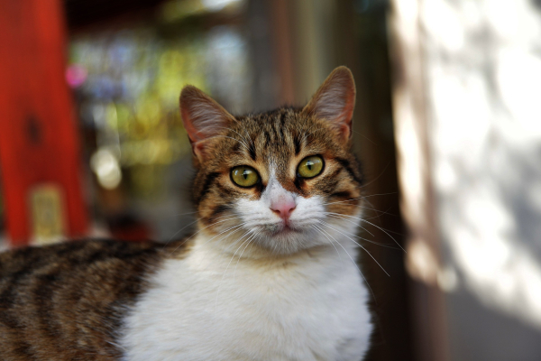 Βούτηξε το κεφάλι γάτας σε ποτήρι με μπύρα - Χειροπέδες σε 33χρονο